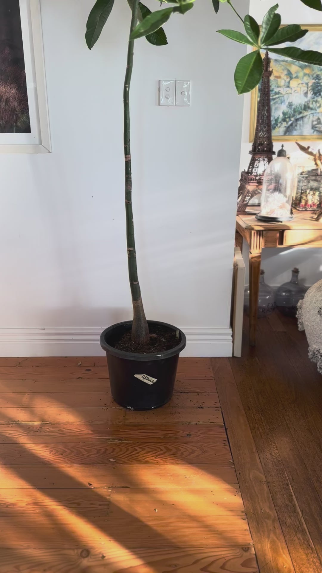 Pachira aquatica money tree 