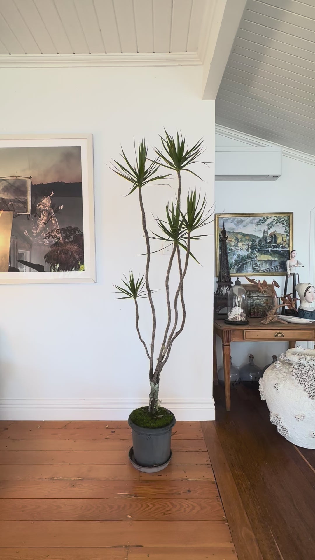 Dracaena marginata Dragon tree