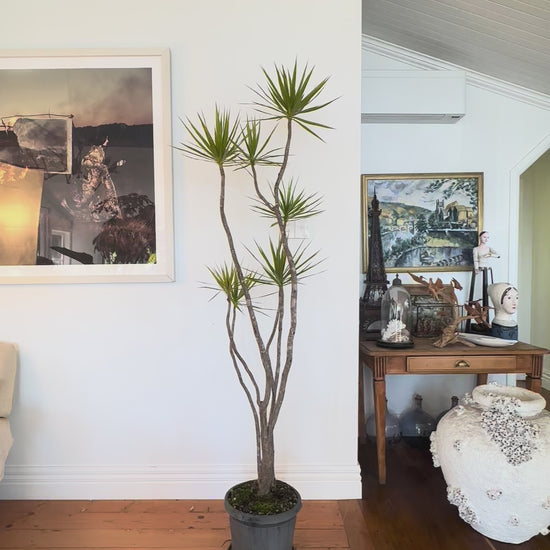 dragon tree dracaena marginata  