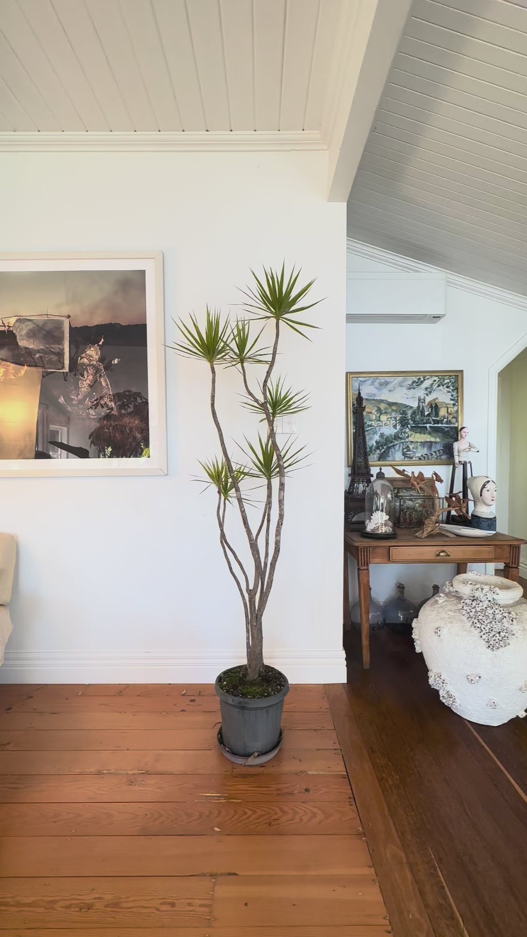 dragon tree dracaena marginata  