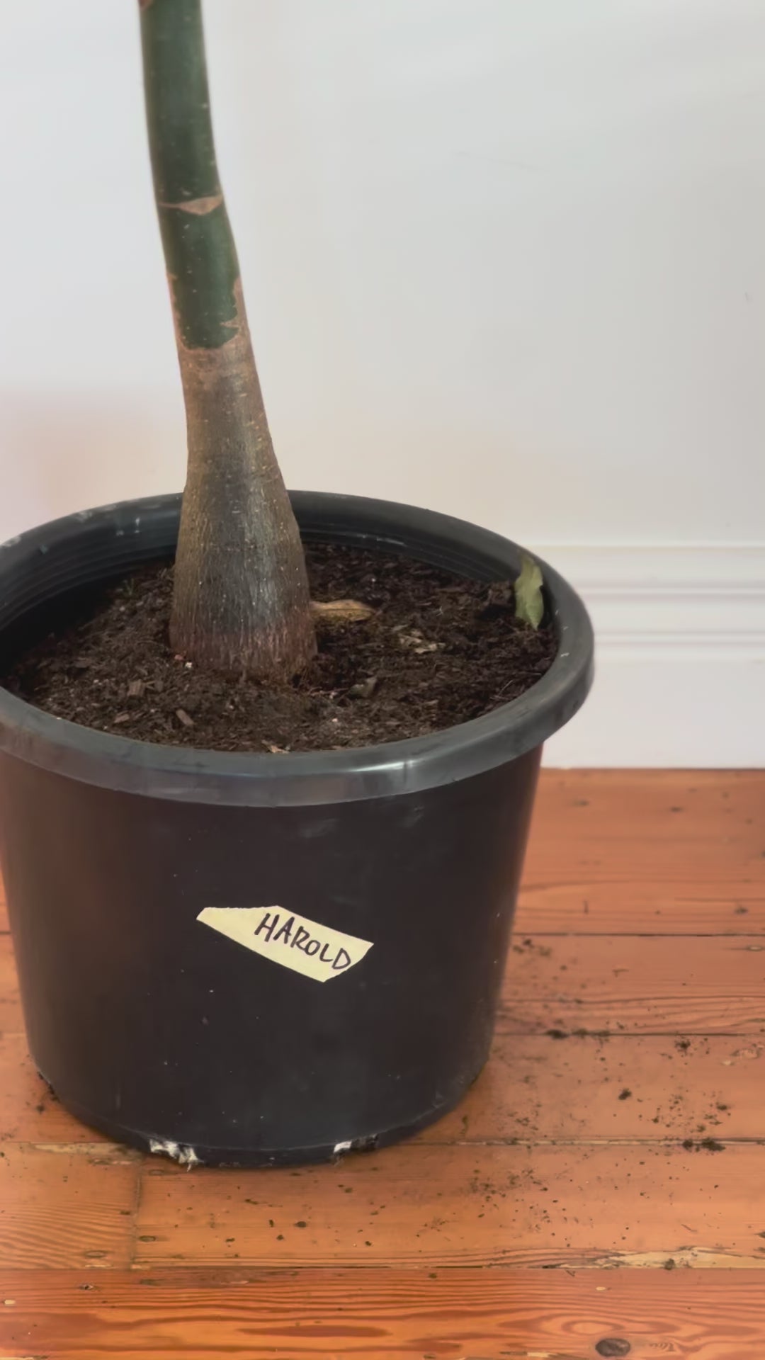 Pachira aquatica money tree 