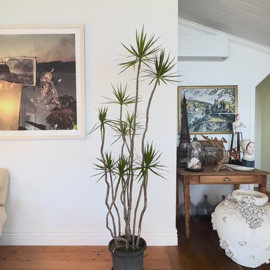 Dracaena marginata Dragon tree