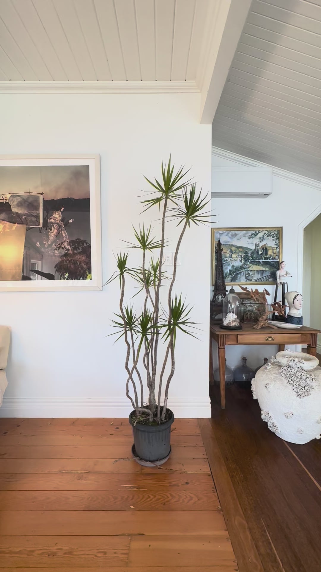 Dracaena marginata Dragon tree