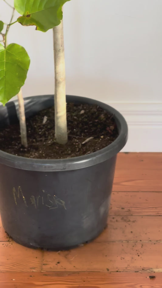 Umbrella Tree Fig / Ficus Umbellata / 2.12m tall / Ø40cm / "Marissa"