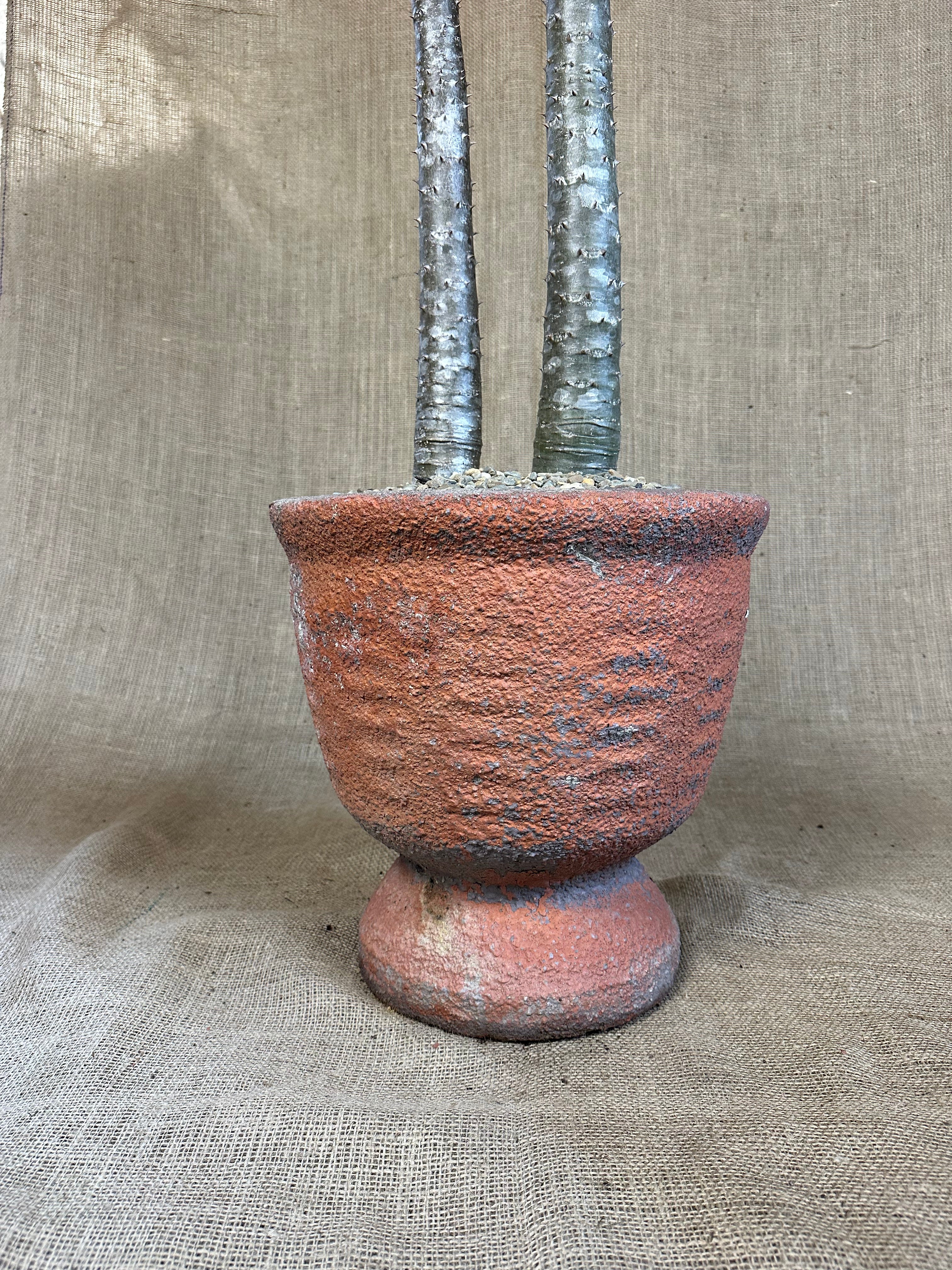 Pachypodium rutenbergianum (Double Planting) in Mid-Century Concrete Pot
