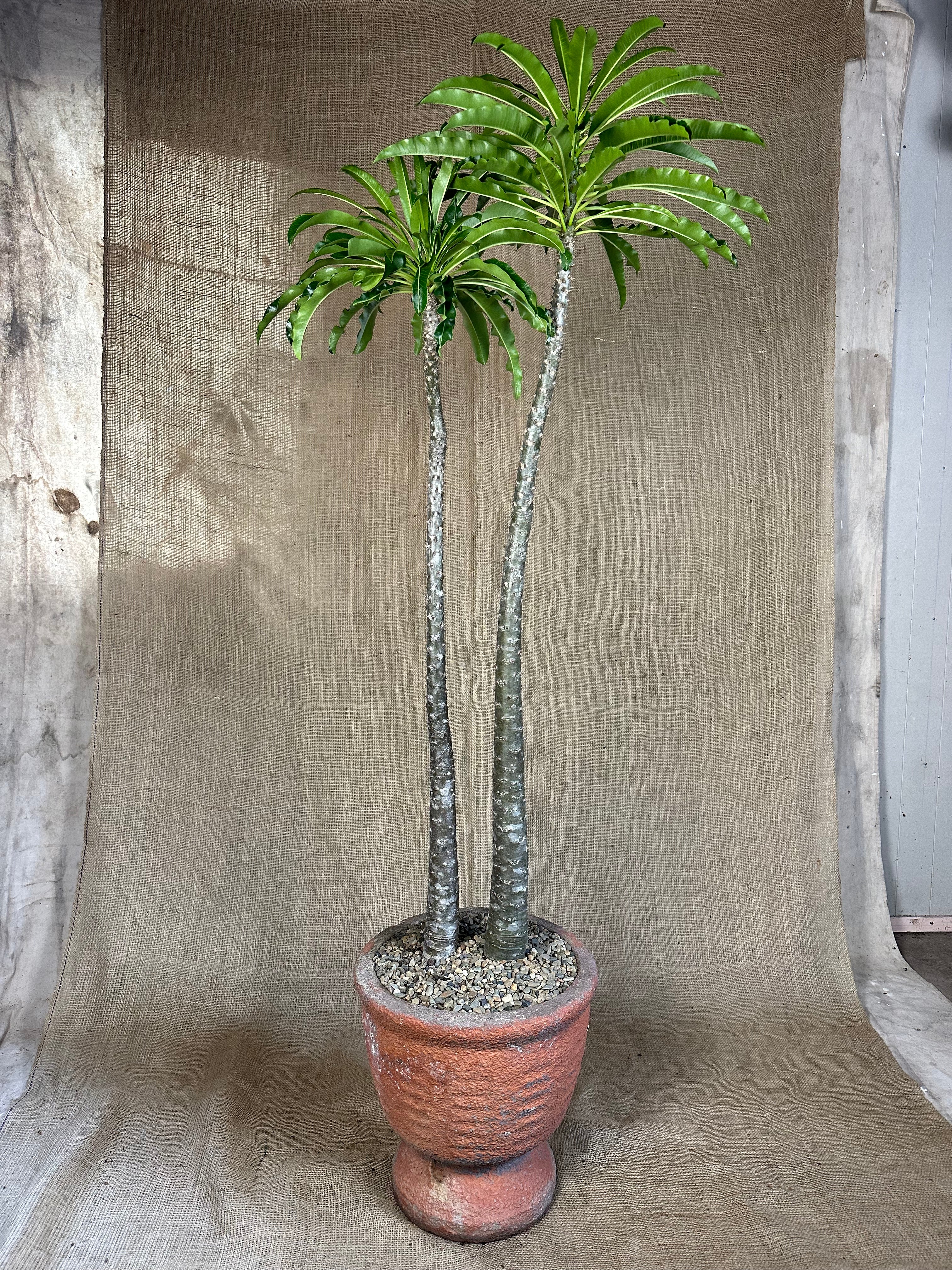 Pachypodium rutenbergianum (Double Planting) in Mid-Century Concrete Pot
