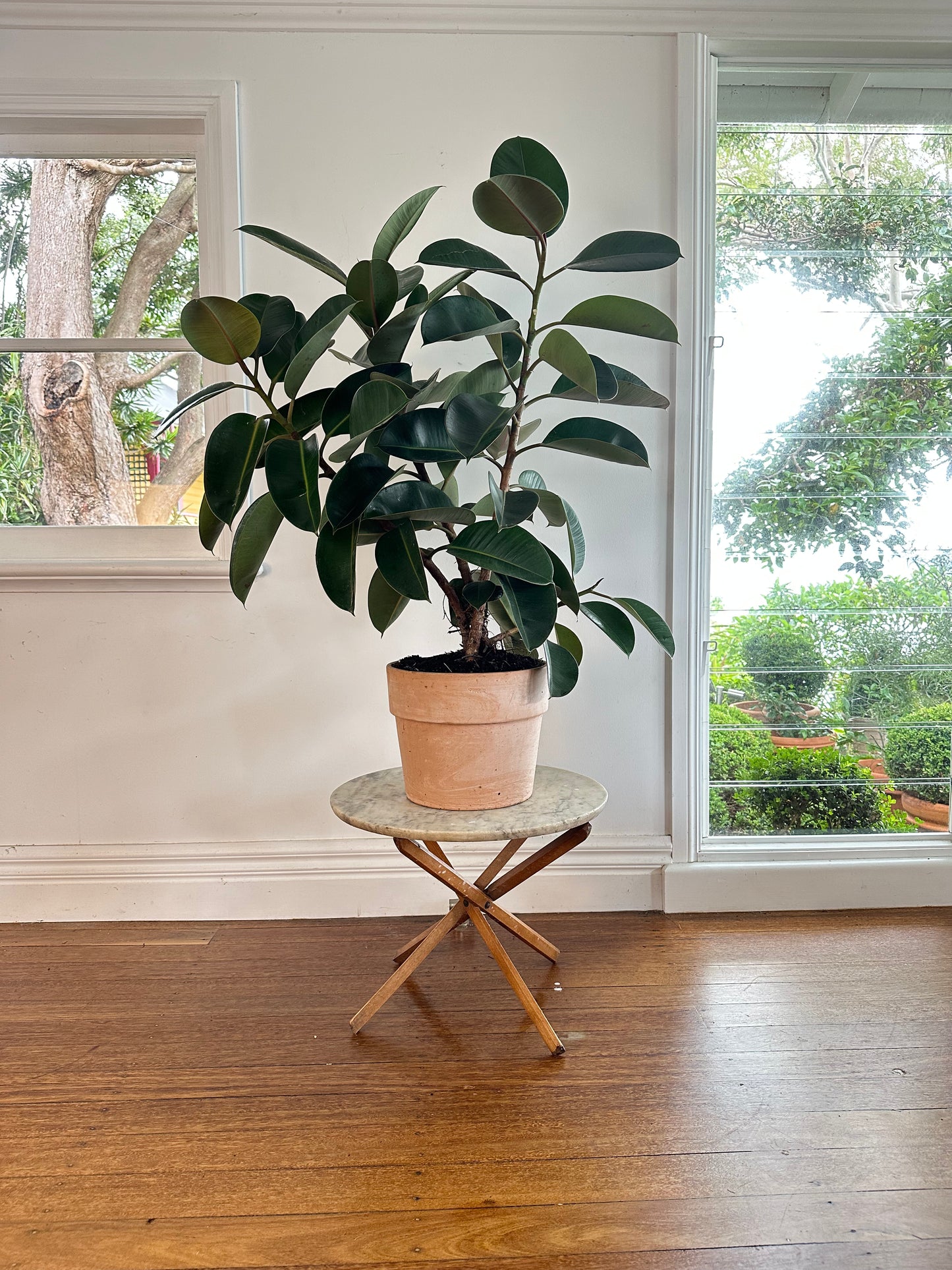 *POTTED / Rubber tree / Ficus elastica Robusta/ Italian terracotta pot Ø30cm / 1.3m h / "Zara"