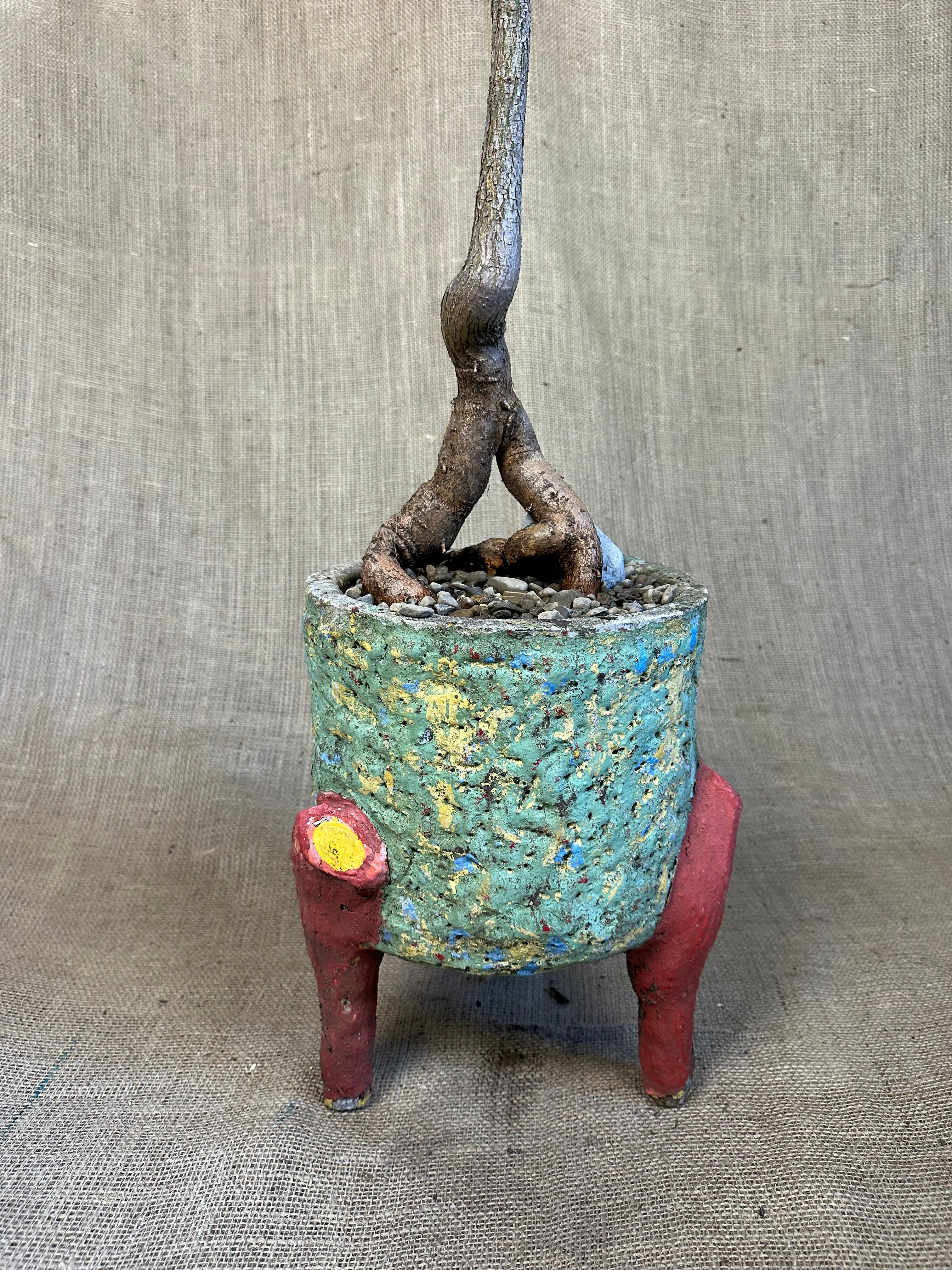 Bottle Tree (Brachychiton rupestris) in Painted Concrete Tripod Pot