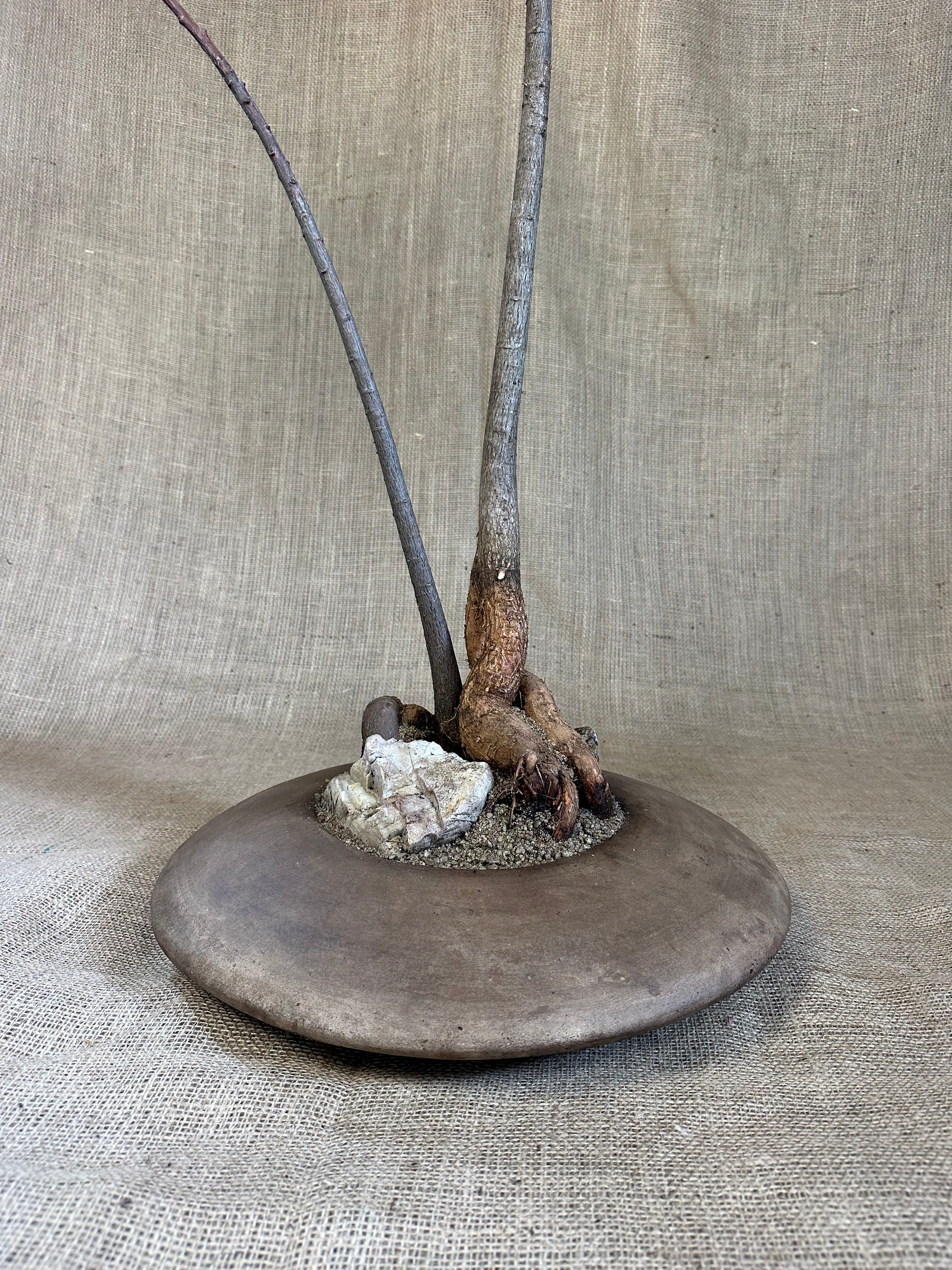 Bottle Trees (Brachychiton rupestris), Double Planting in Terracotta UFO Pot