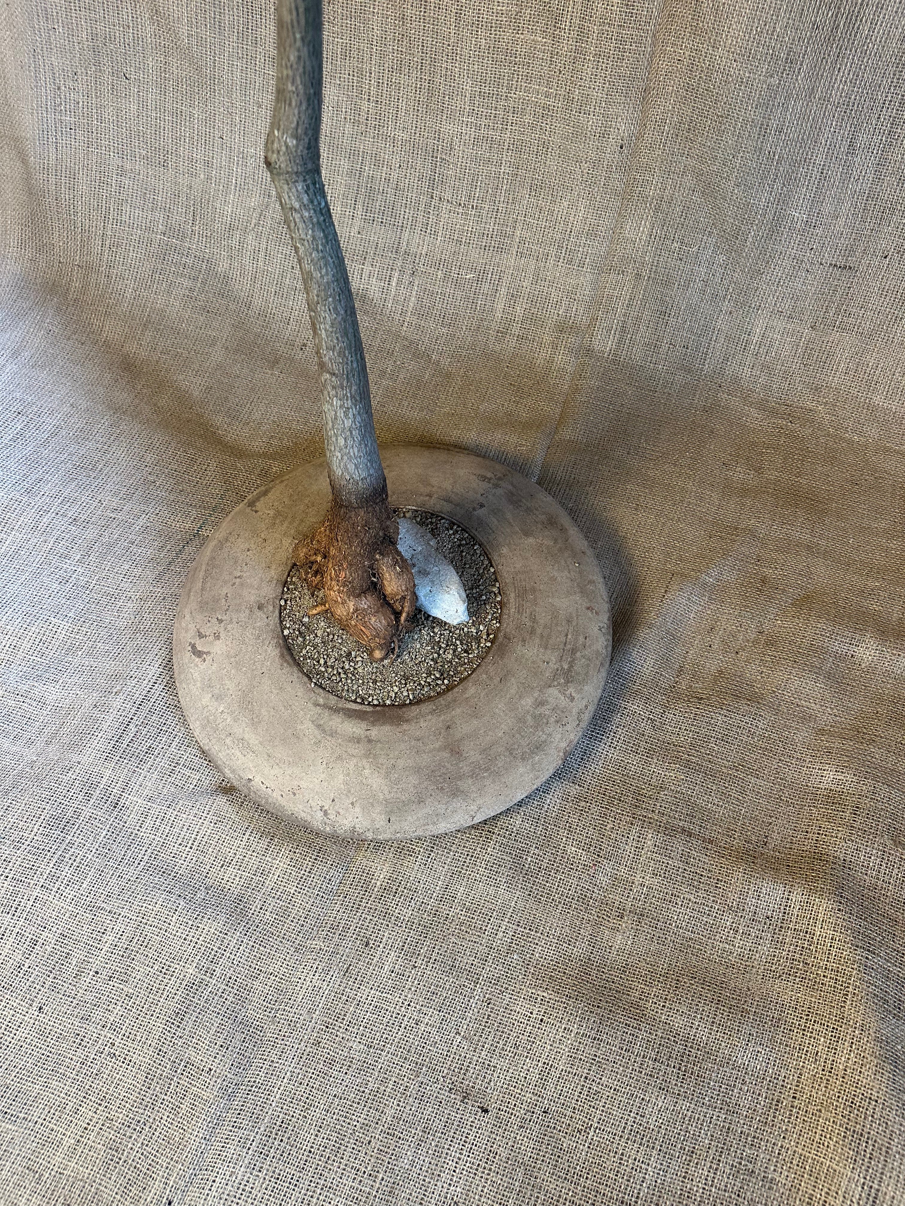 Bottle Tree (Brachychiton rupestris) in Terracotta UFO Pot