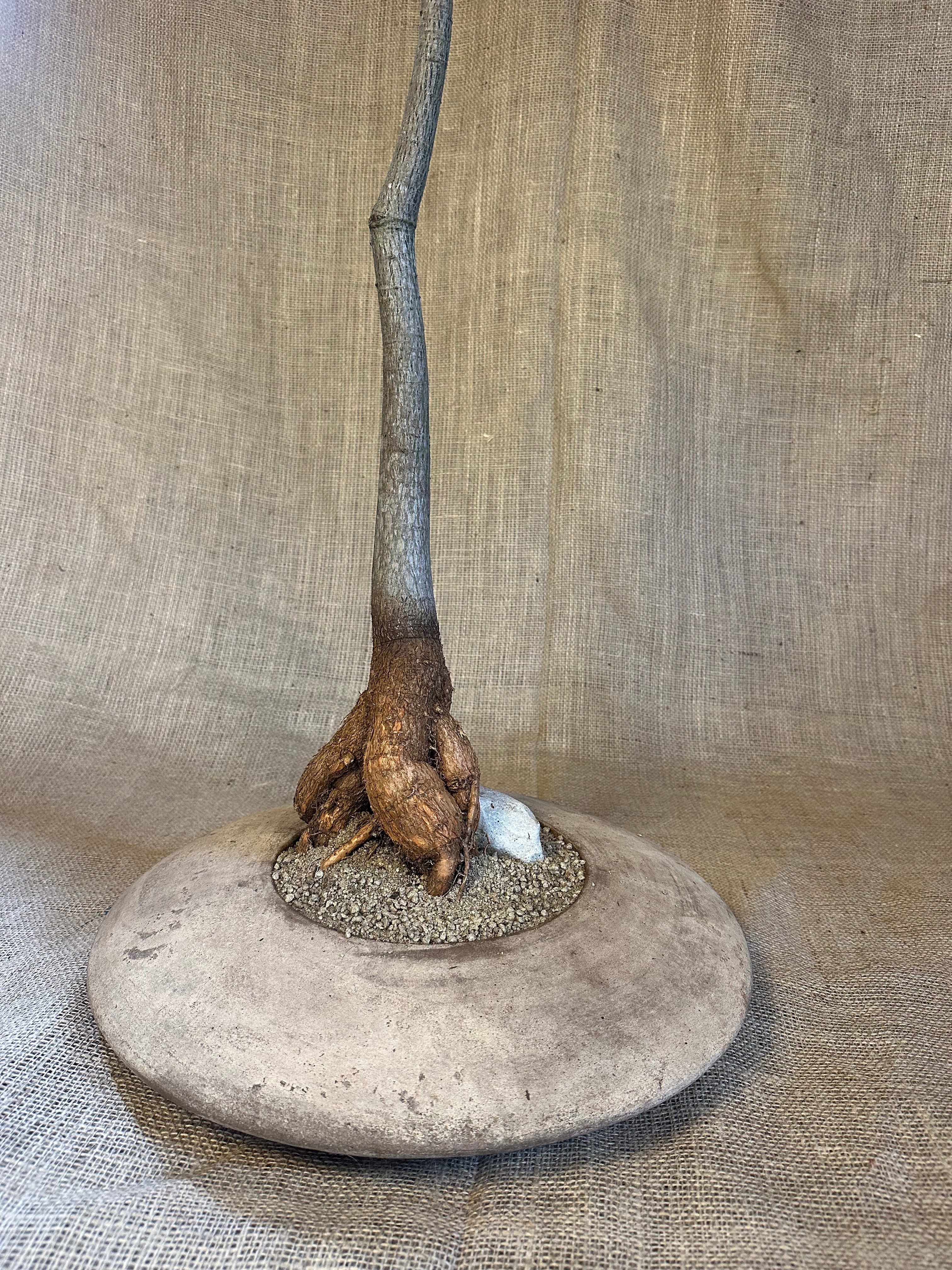 Bottle Tree (Brachychiton rupestris) in Terracotta UFO Pot