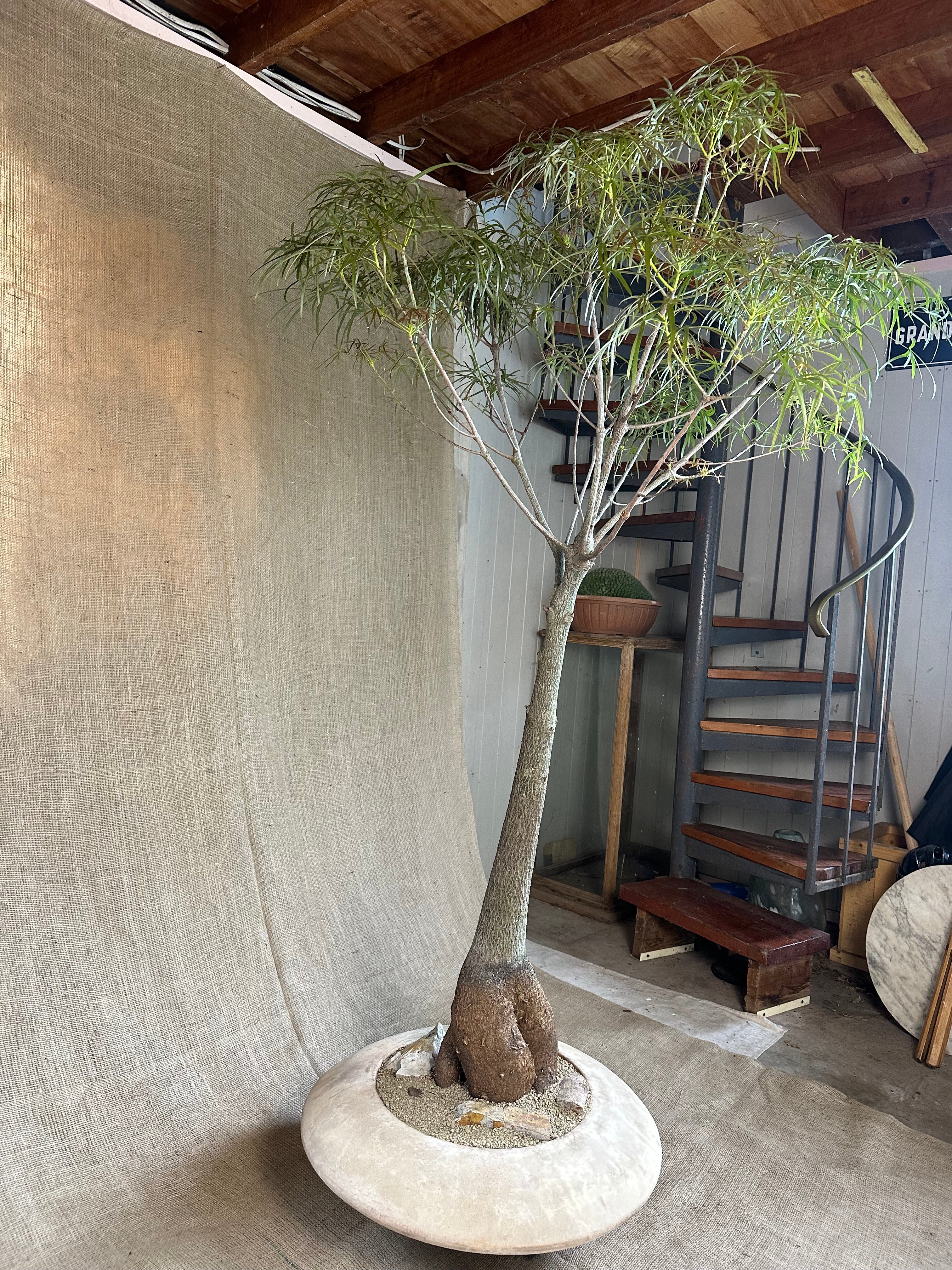 Bottle Tree (Brachychiton rupestris) in Terracotta UFO Pot