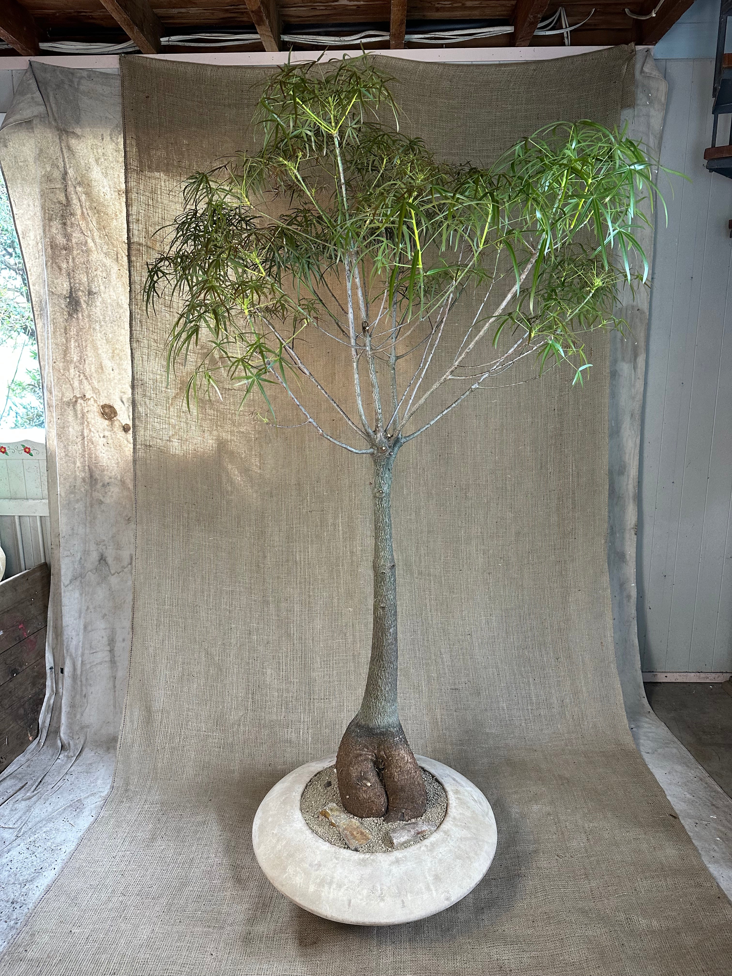 Bottle Tree (Brachychiton rupestris) in Terracotta UFO Pot