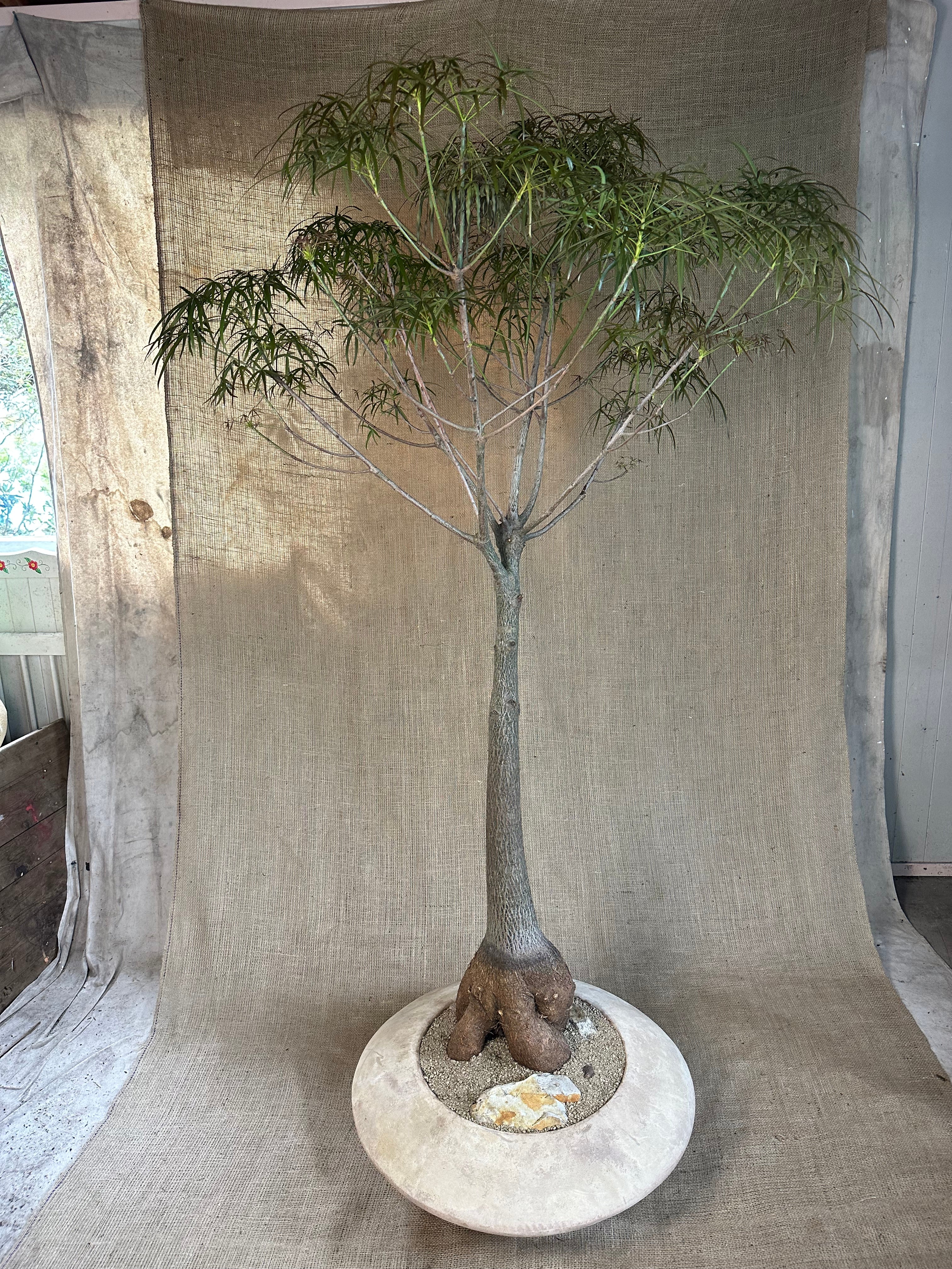 Bottle Tree (Brachychiton rupestris) in Terracotta UFO Pot