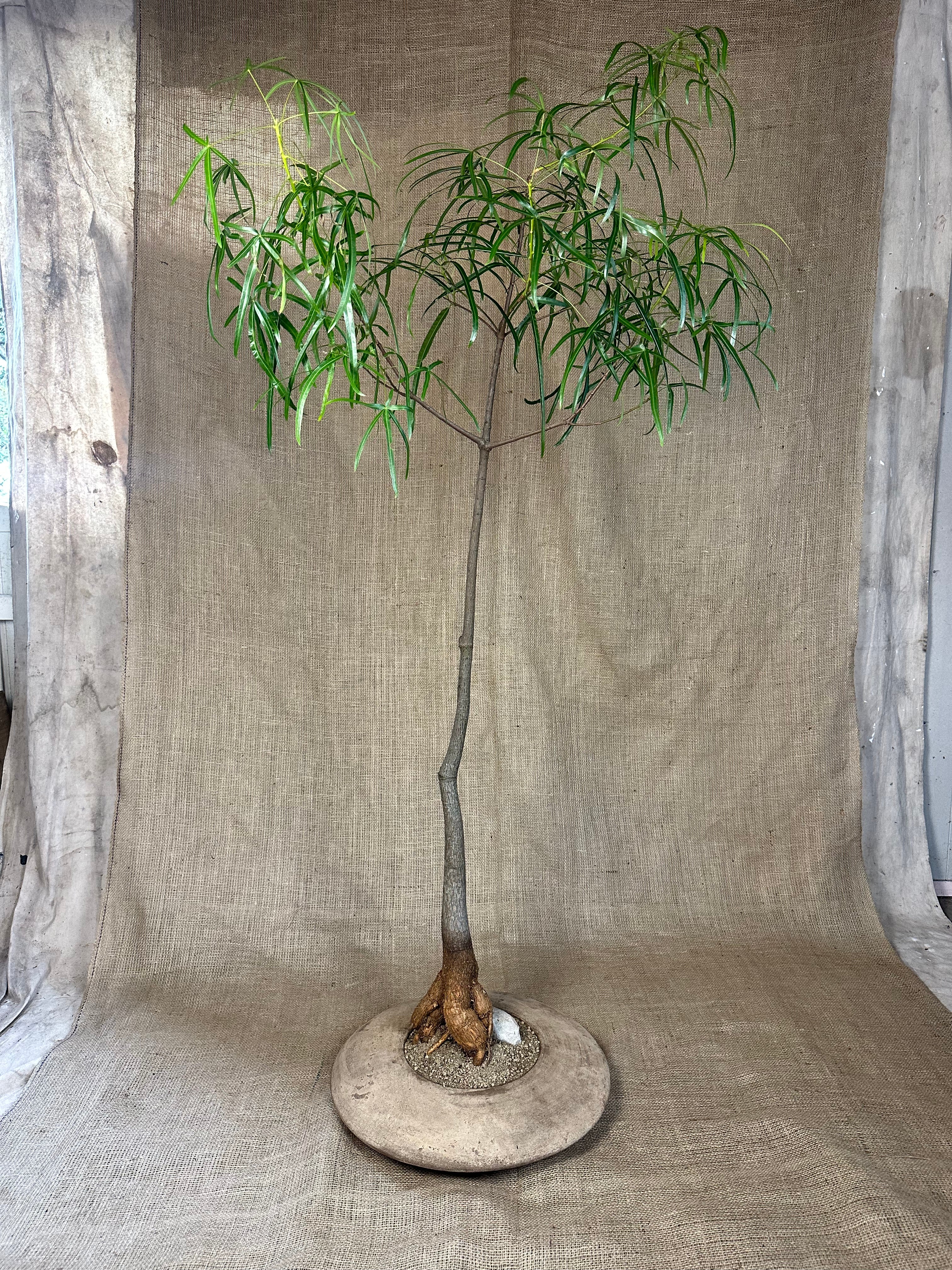 Bottle Tree (Brachychiton rupestris) in Terracotta UFO Pot